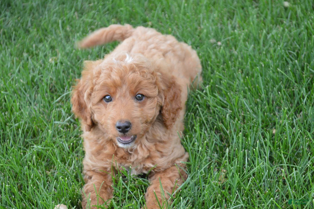 Mini Goldendoodle dogs for sale: Mimi - Ad 1