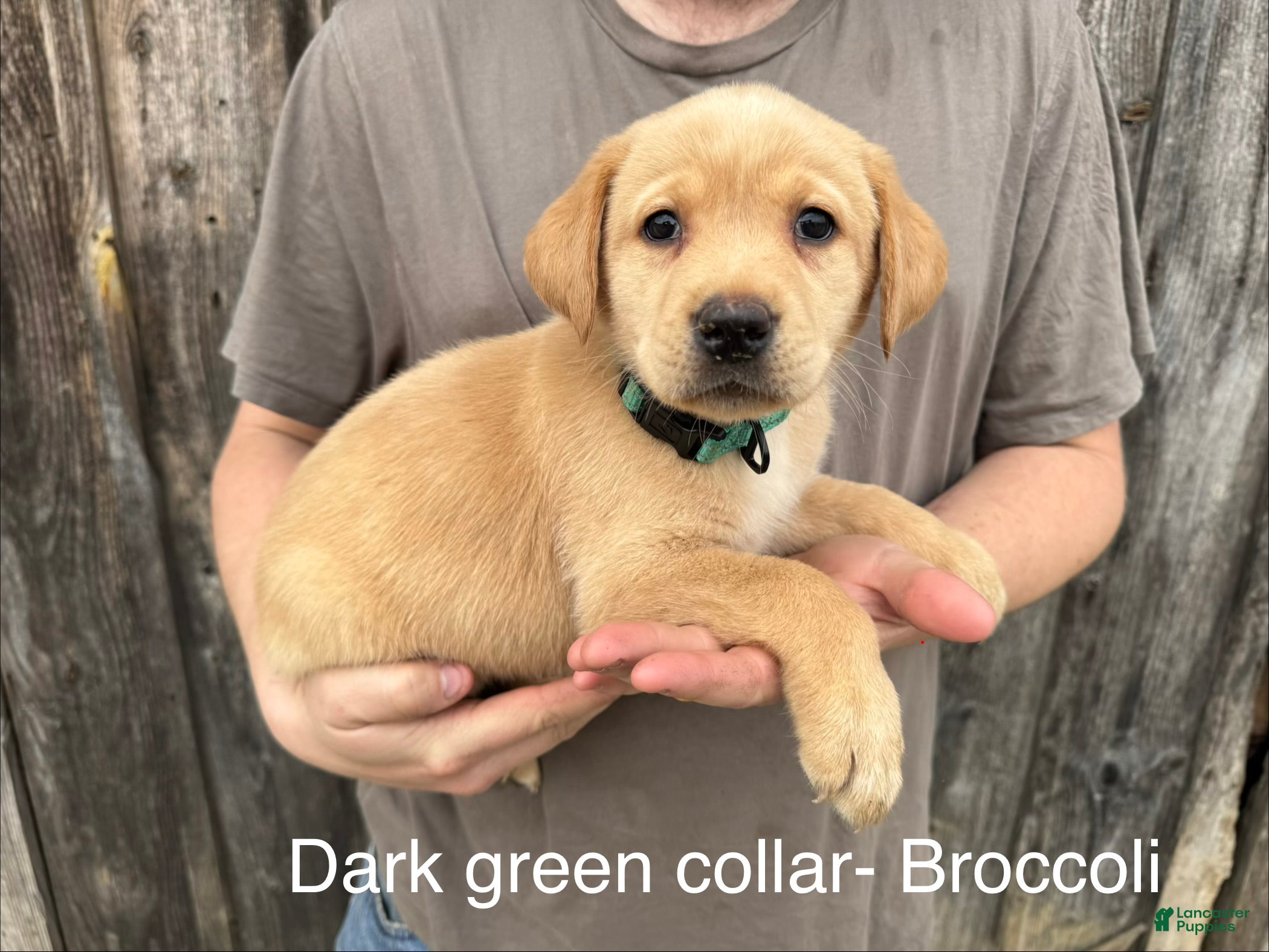 Labrador Retriever dogs Broccoli- dark green collar - Ad 21