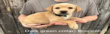 Broccoli- dark green collar