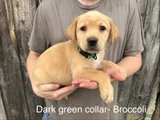 Broccoli- dark green collar