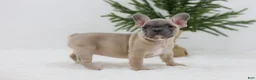 French Bulldog dogs for sale: Kate - Ad 6