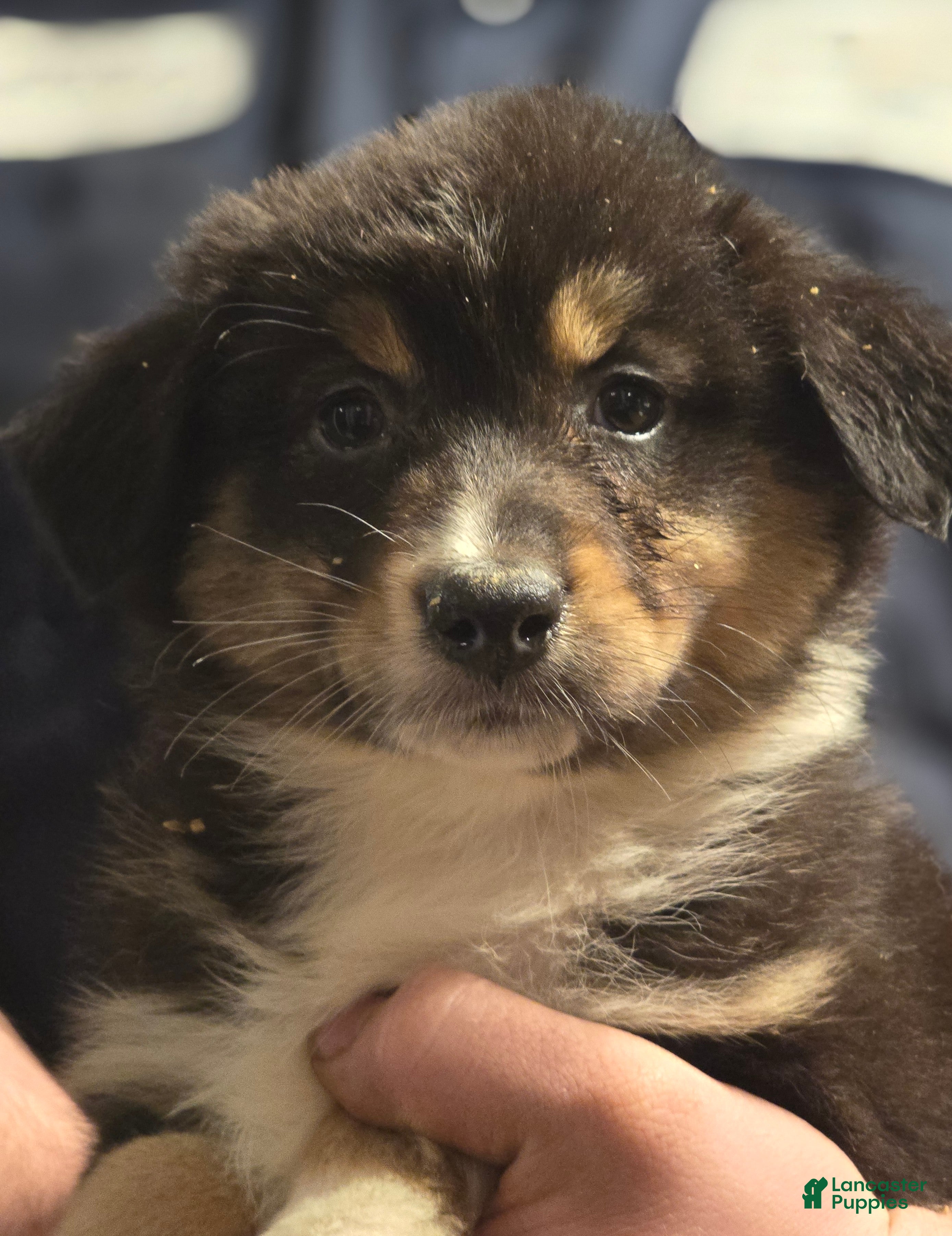 Australian Shepherd dogs Dahlia  - Ad 13