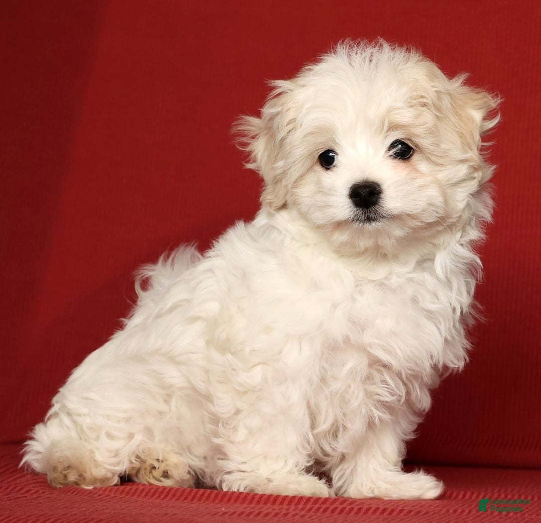 Maltese dogs for sale: Marco - Ad 7