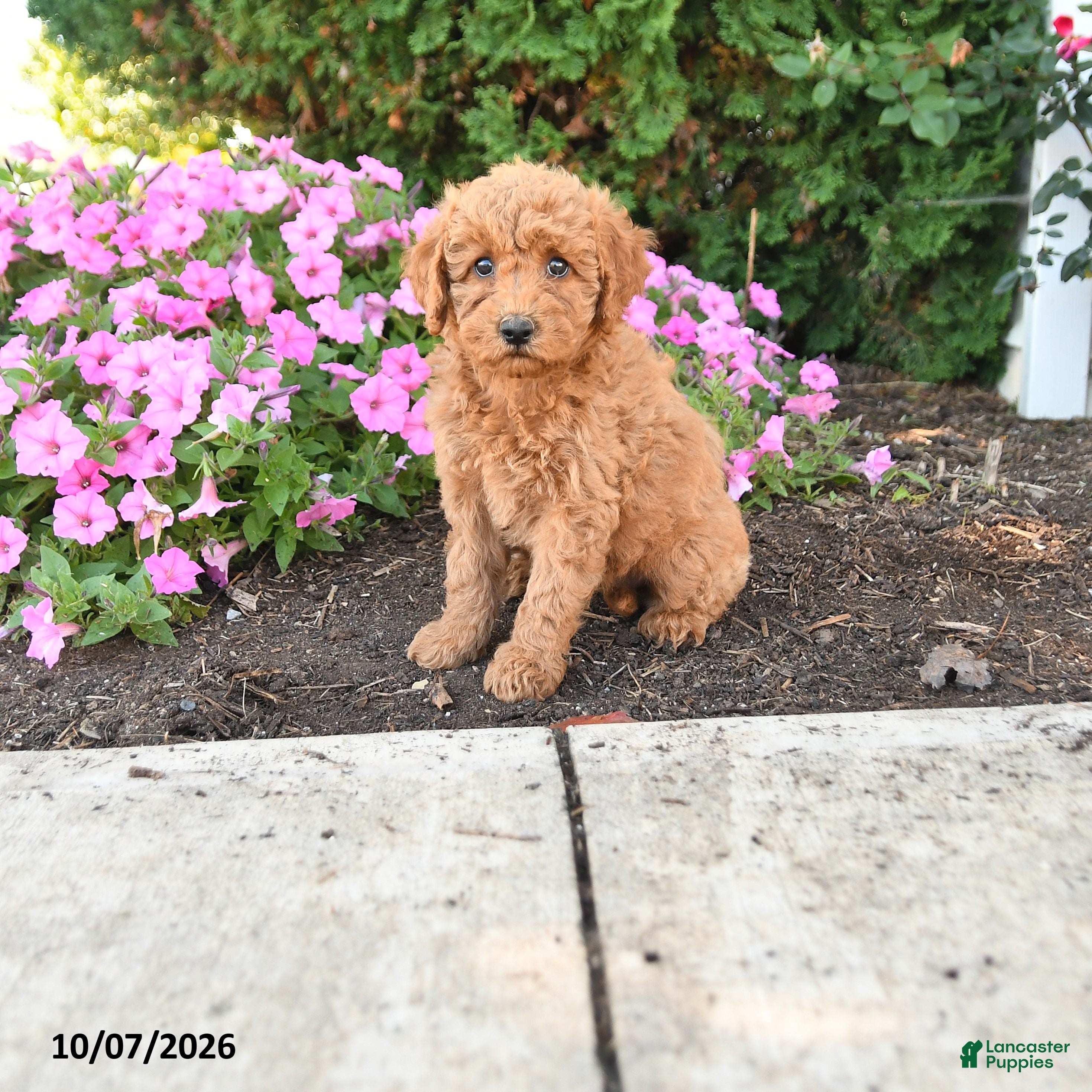Mini Goldendoodle dogs Poppy - Ad 1