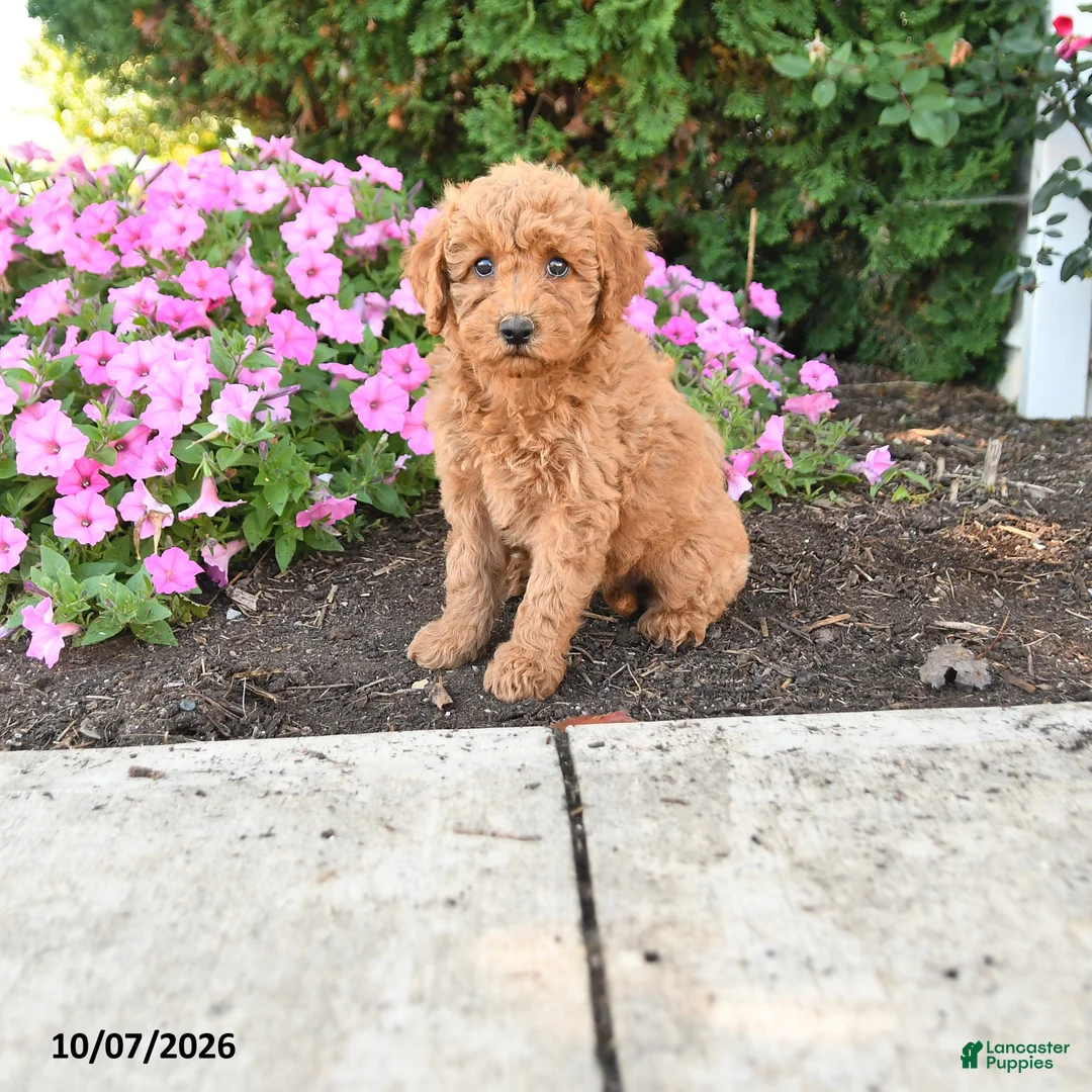 Mini Goldendoodle dogs for sale: Poppy - Ad 1