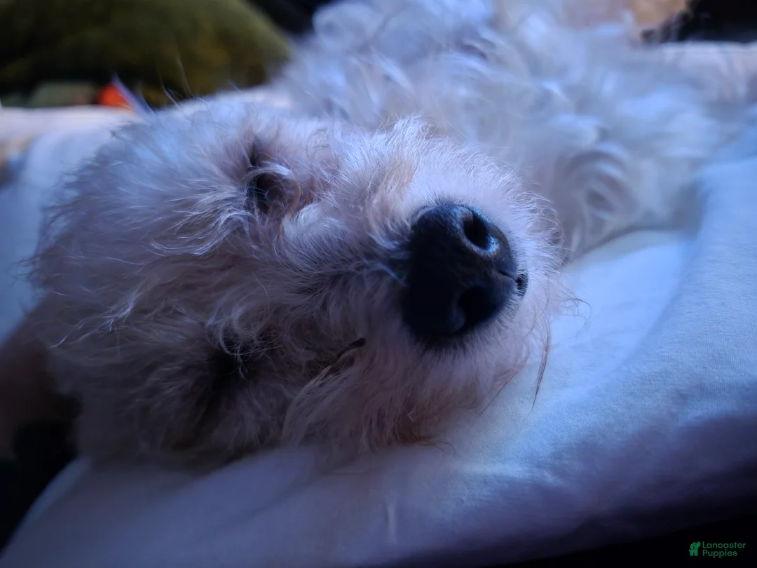 Chipoo dogs for sale: Chipoo Puppy 2 - Ad 14