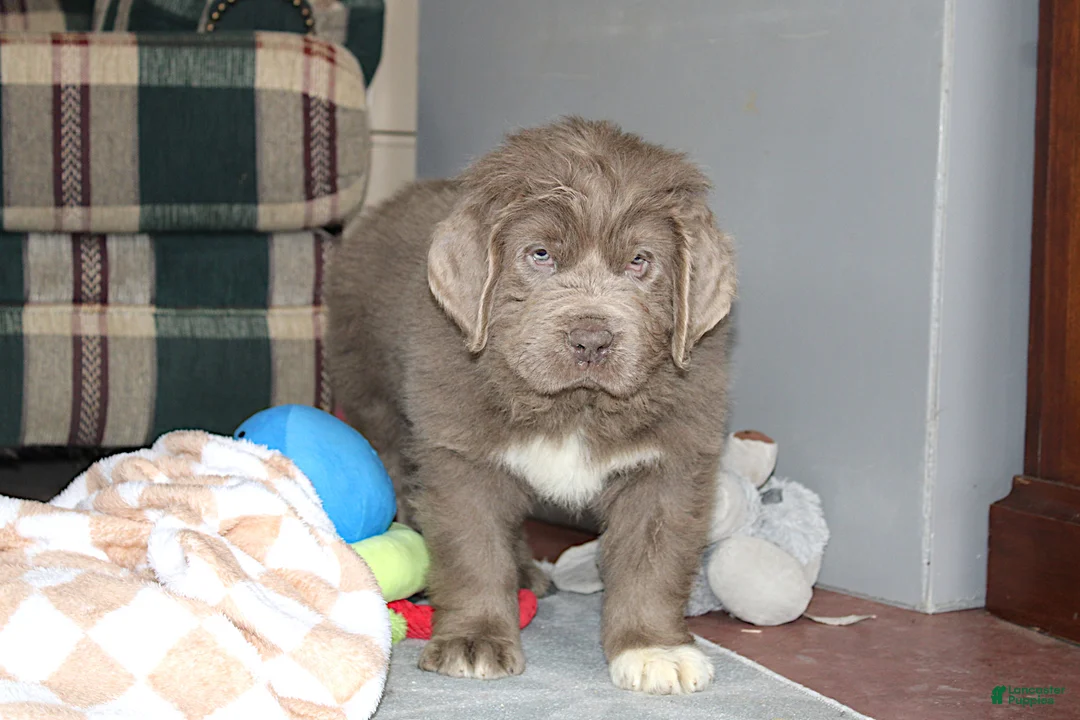 Newfoundland dogs for sale: CH, OFA, AKC, Andre - Ad 2