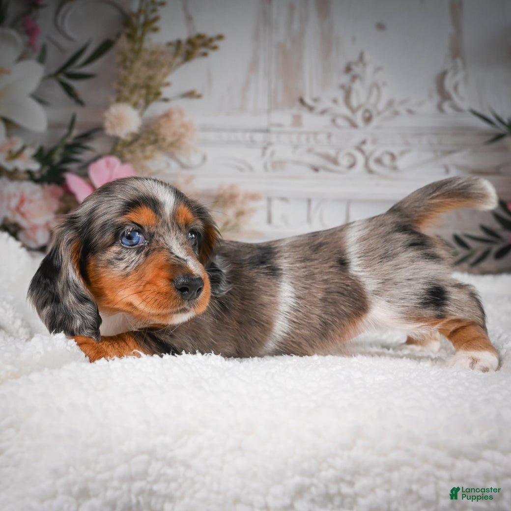 Miniature Dachshund dogs for sale: AKC-Betsy - Ad 9