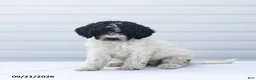Goldendoodle dogs for sale: Jan - Ad 1