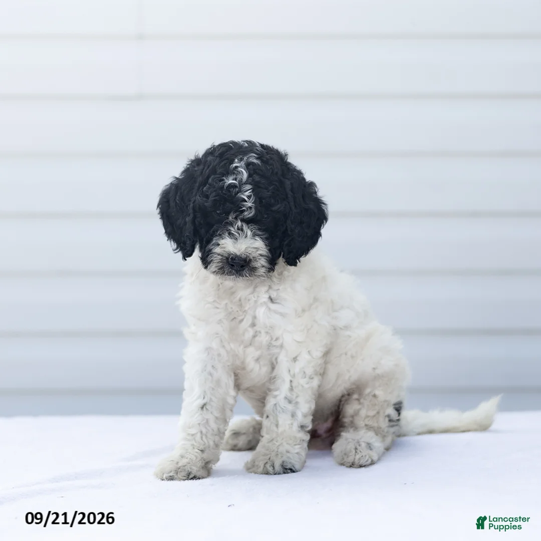 Goldendoodle dogs for sale: Jan - Ad 1