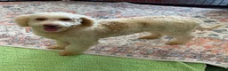 Mini Goldendoodle dogs for sale: Spirit - Ad 4