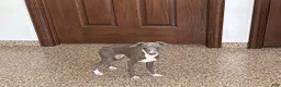 Italian Greyhound dogs for sale: TJ  - Ad 3