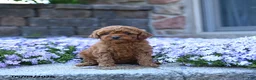 Toy Poodle dogs for sale: Tulip - Ad 2