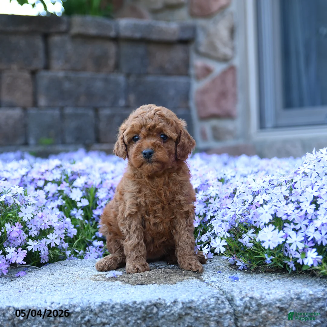 Toy Poodle dogs for sale: Tulip - Ad 2
