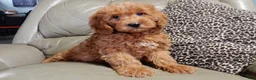 Mini Goldendoodle dogs for sale: Evan - Ad 5