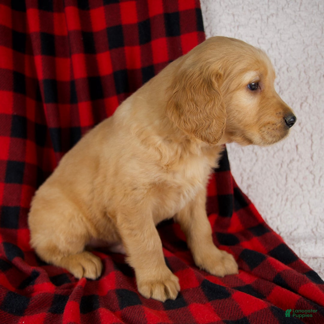Golden Retriever dogs for sale: Tucker - Ad 4