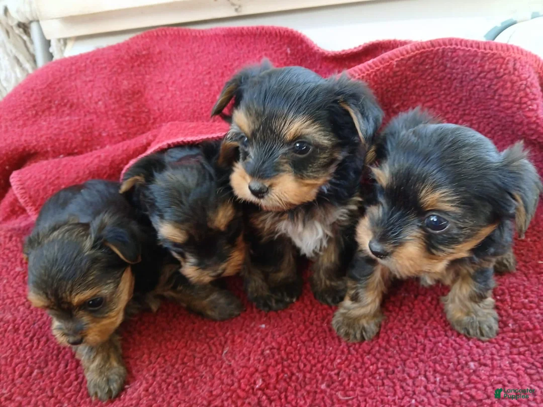 Yorkiepoo dogs for sale: Yorkiepoo Puppy 1 - Ad 1