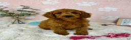 Mini Goldendoodle dogs for sale: Lexi - Ad 5