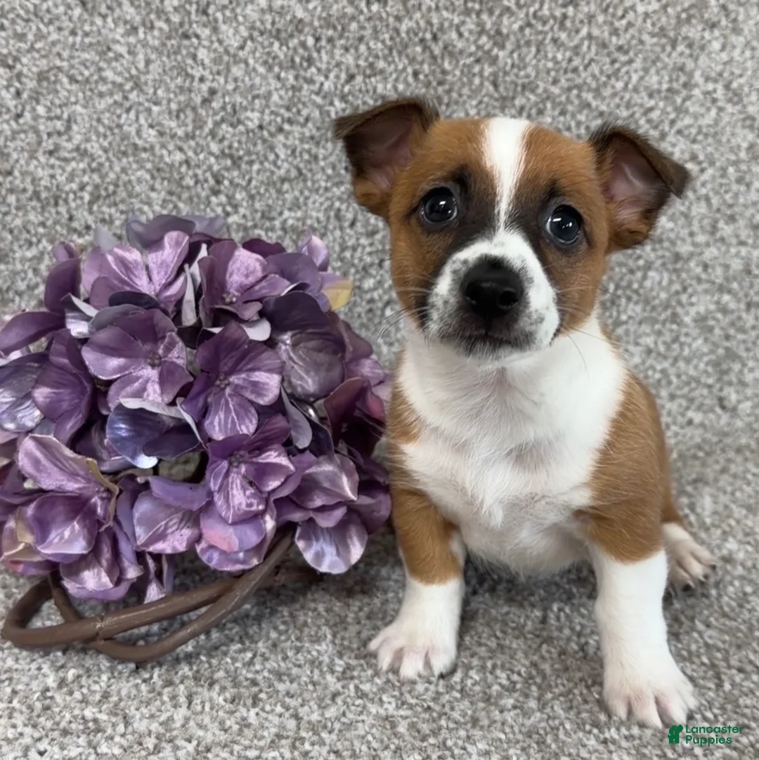 Jack Russell Terrier dogs for sale: Serenity - Ad 3