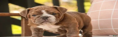 Delilah Victorian Bulldog