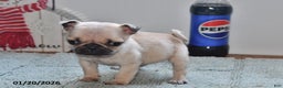 Pug dogs for sale: Betty   - Ad 4