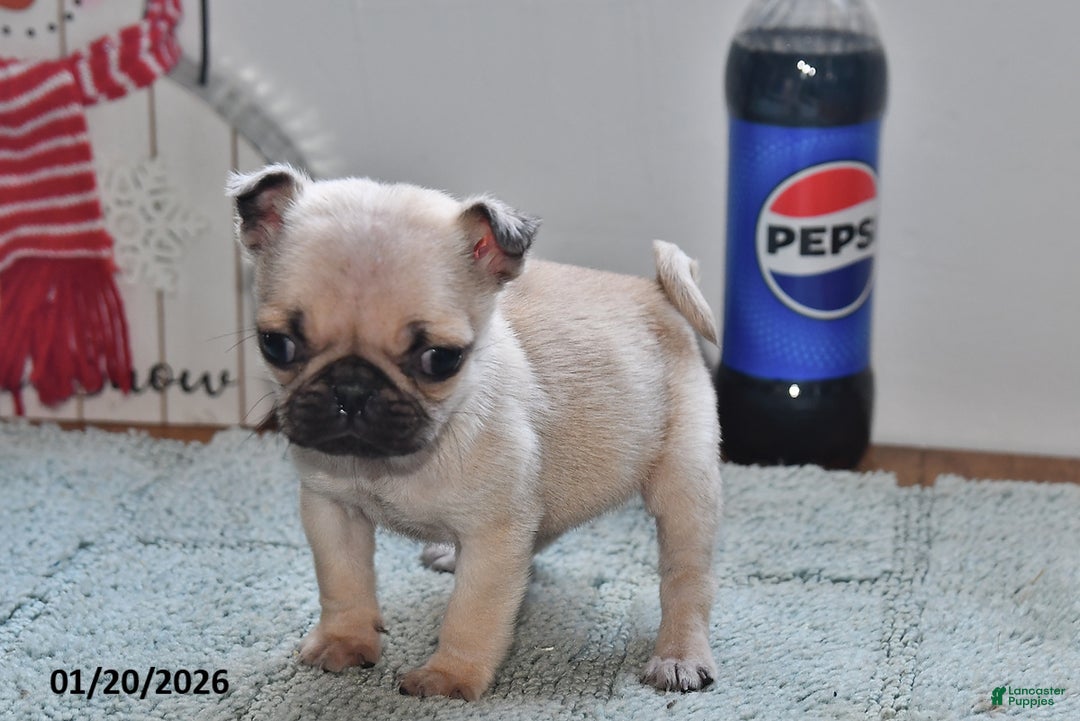 Pug dogs for sale: Betty   - Ad 4