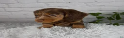 Miniature Dachshund dogs for sale: Colten - Ad 6