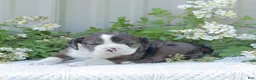 English Bulldog dogs for sale: Jenny - Ad 3