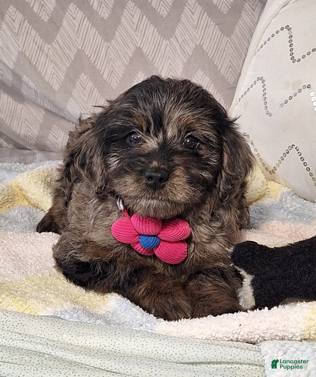 Mini Goldendoodle dogs Diana - Ad 2