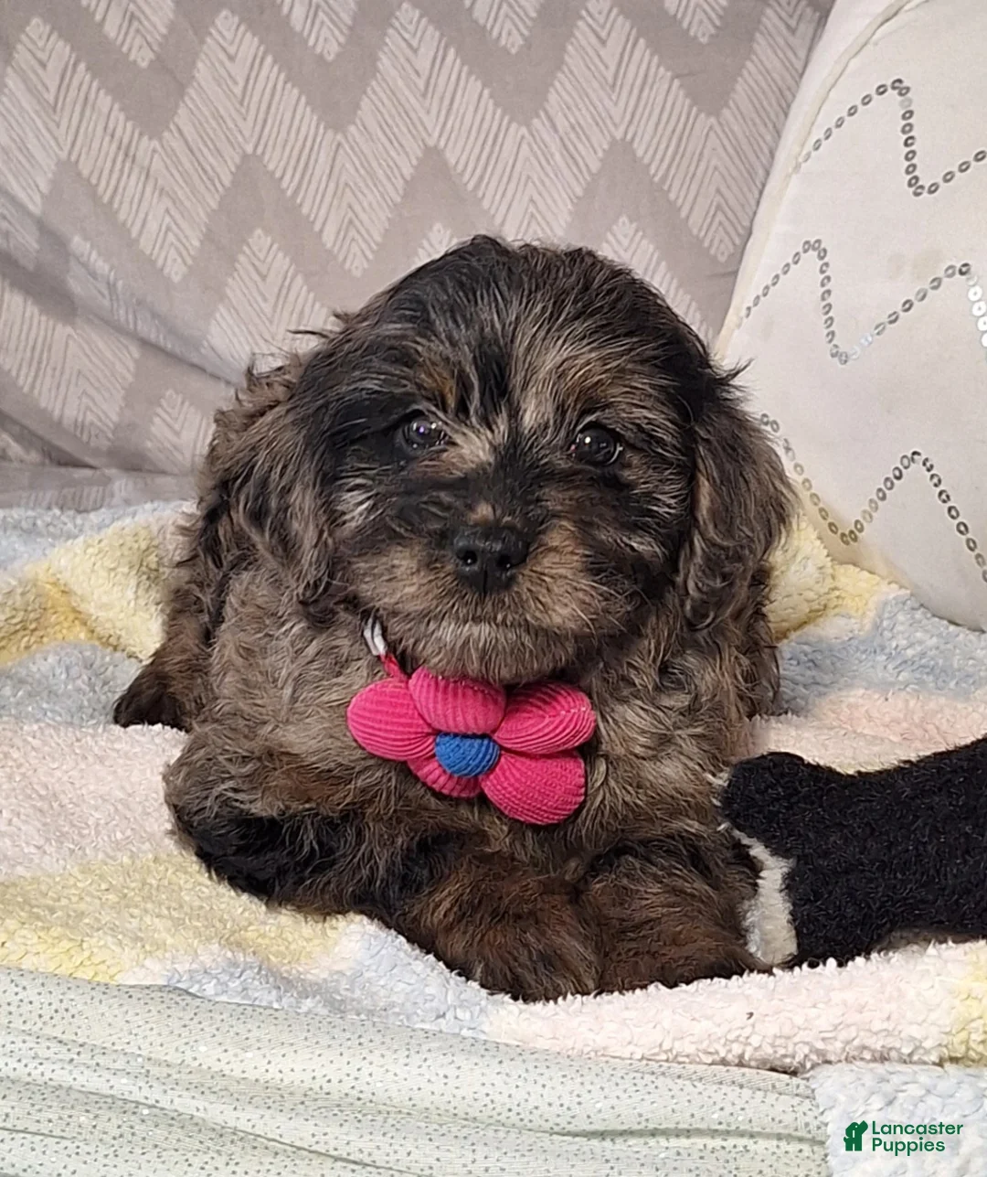 Mini Goldendoodle dogs for sale: Diana - Ad 2