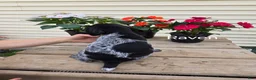 German Shorthaired Pointer dogs for sale: Raven - Ad 3
