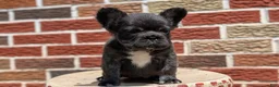 French Bulldog dogs for sale: Ezi - Ad 2