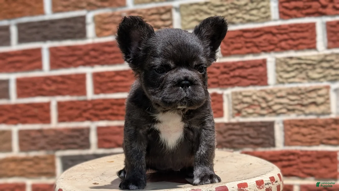 French Bulldog dogs for sale: Ezi - Ad 2