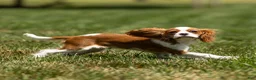 Cavalier King Charles Spaniel dogs for sale: Allen Cavalier King Charles Spaniel Puppy  - Ad 6