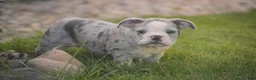 Mixed Breed dogs for sale: Splendor Victorian Bulldog - Ad 7