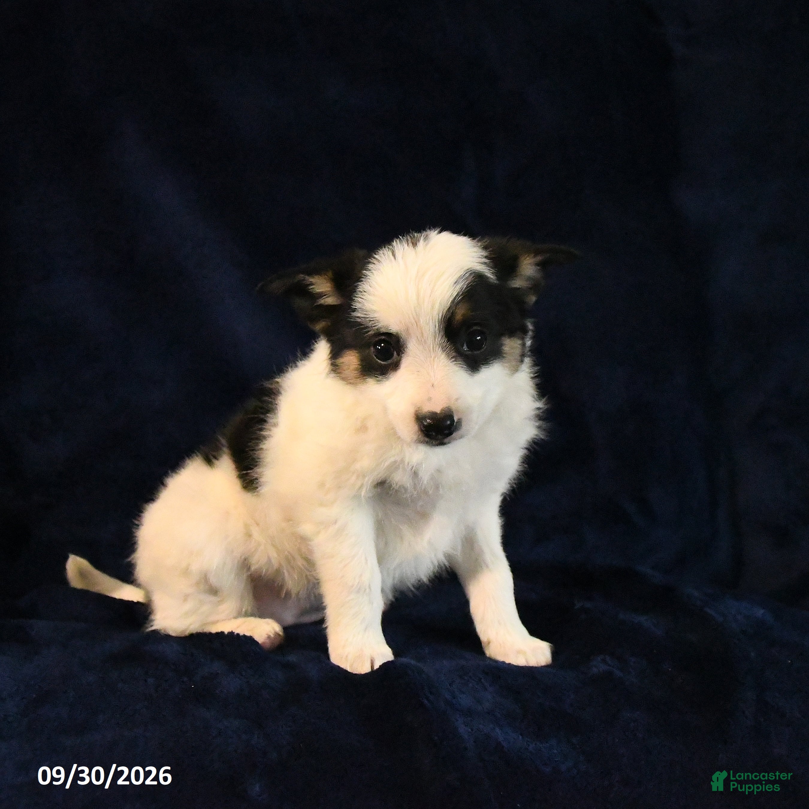 Mixed Breed dogs Sofie - Ad 2