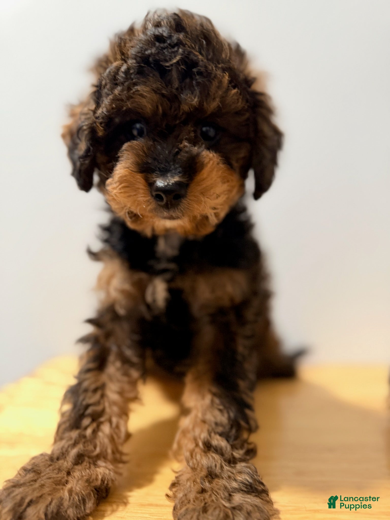 Toy Poodle dogs for sale: Toy Poodle male 1 - Ad 2
