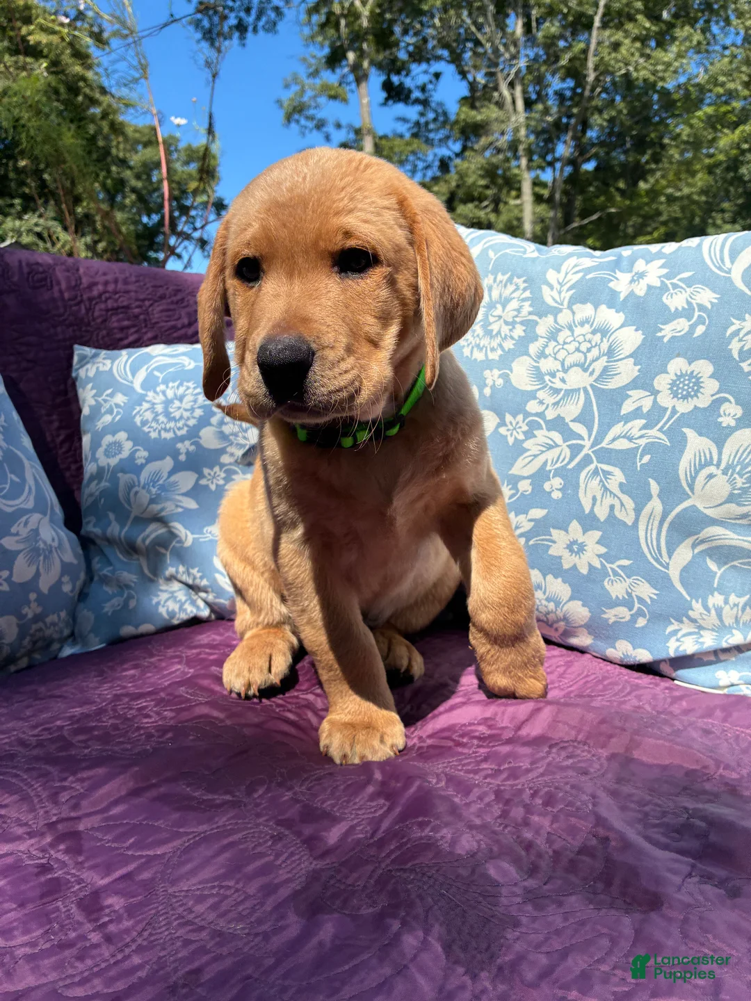 Labrador Retriever dogs for sale: Cooper - Ad 2
