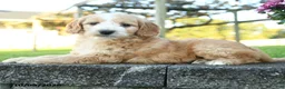 Mini Goldendoodle dogs for sale: Aldric - Ad 2
