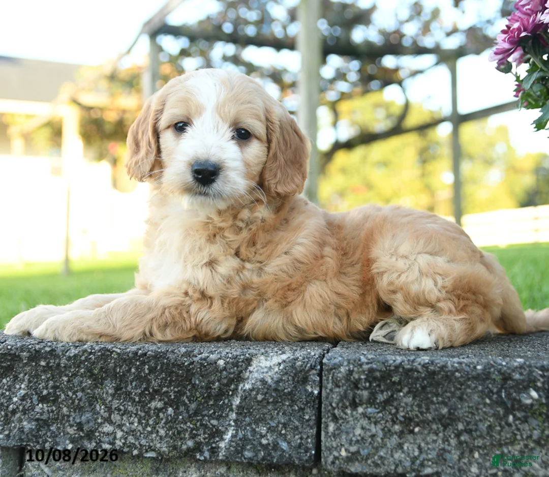 Mini Goldendoodle dogs for sale: Aldric - Ad 2