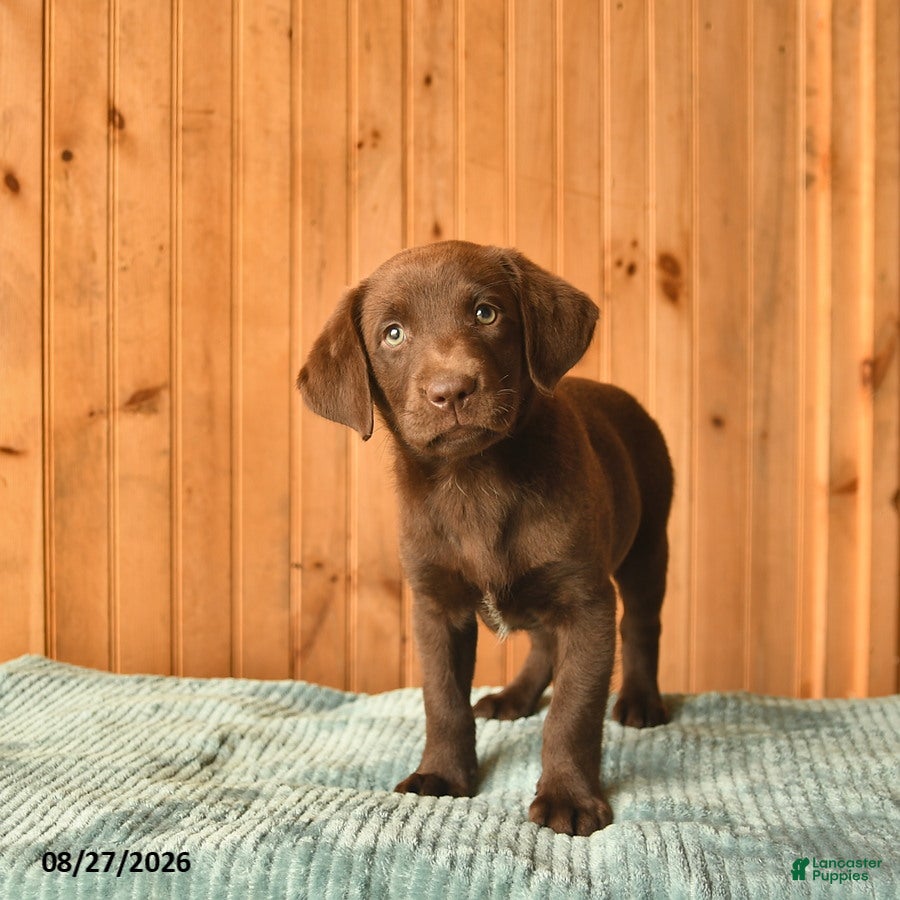Labrador Retriever dogs Gandalf  - Ad 1
