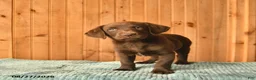Labrador Retriever dogs for sale: Gandalf  - Ad 1