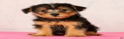 Yorkiepoo dogs for sale: Mitch - Ad 6