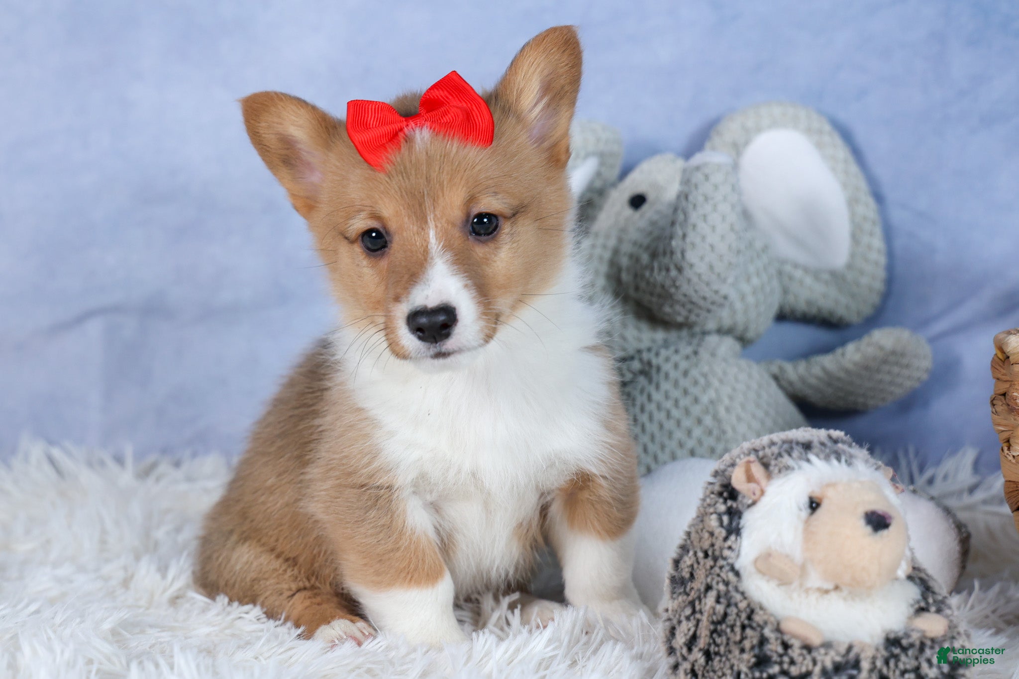 Welsh Corgi Pembroke dogs Alex - Ad 18