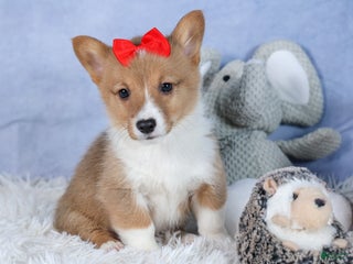 Welsh Corgi Pembroke dogs Alex - Ad 32