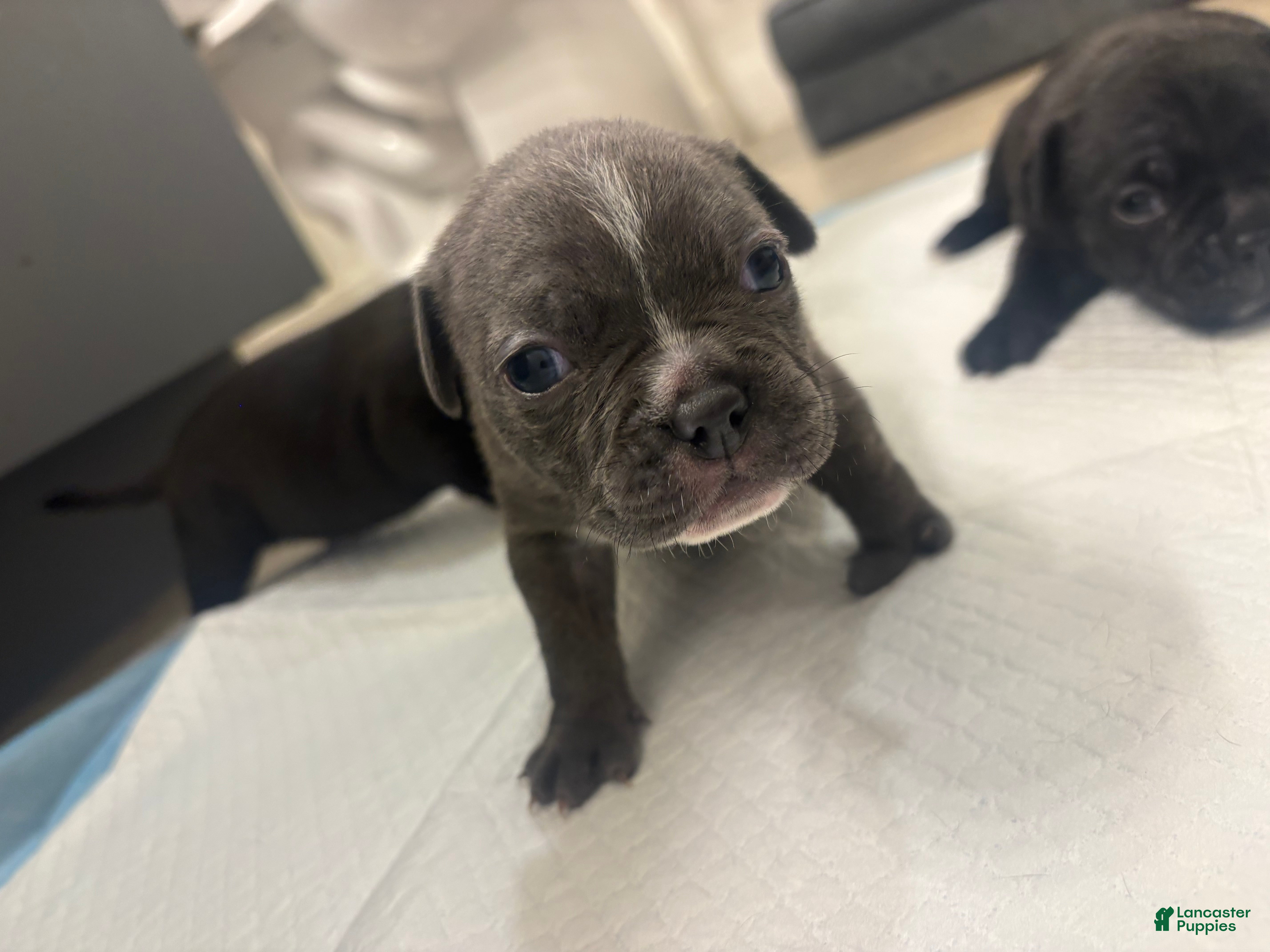 Mixed Breed dogs Rarity - Ad 13