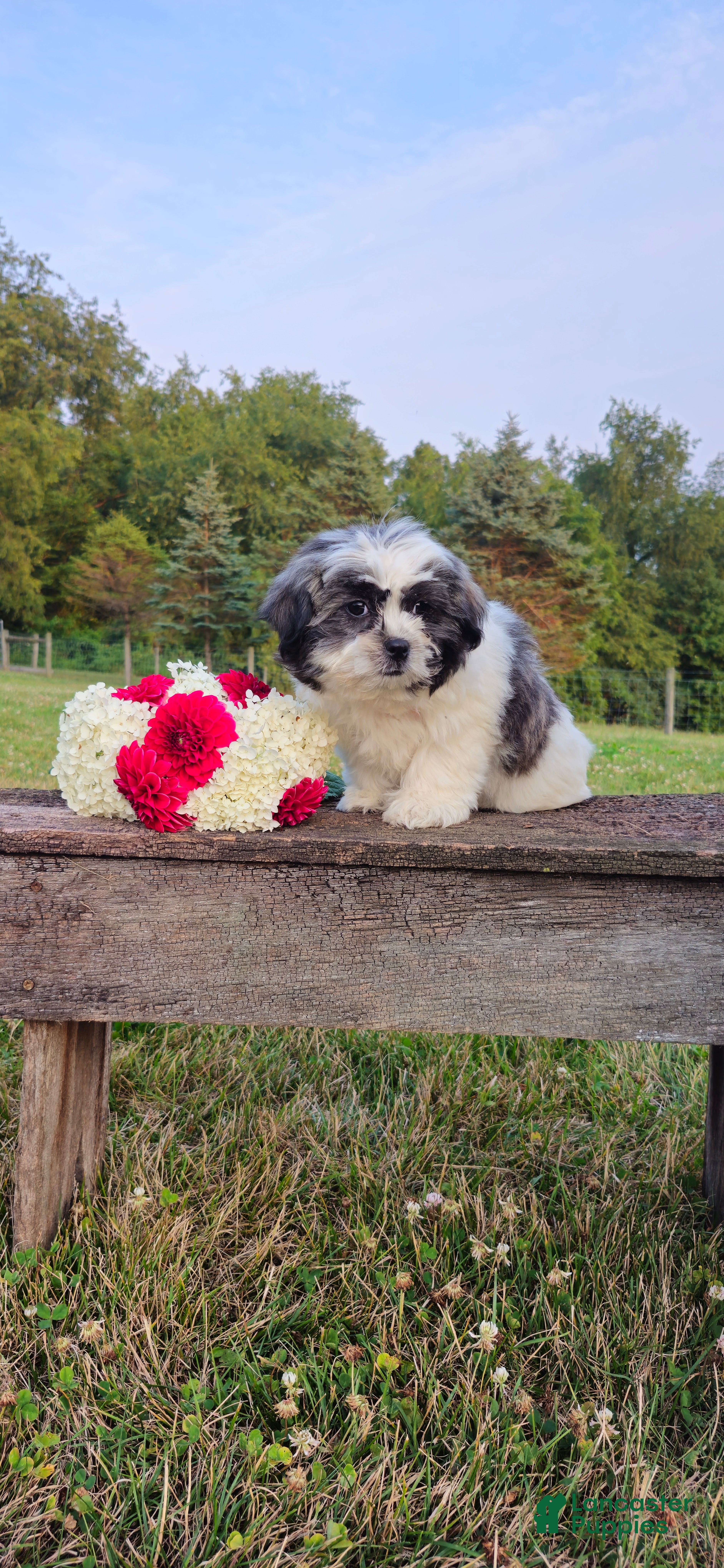 Teddy Bear dogs Macey - Ad 2