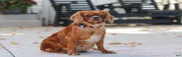 Cavalier King Charles Spaniel dogs for sale: Rusty - Ad 6