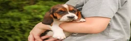 Basset Hound dogs for sale: Marlowe - Ad 6