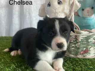 Border Collie dogs for sale: Border Collie Puppy 3 Chelsea - Ad 3